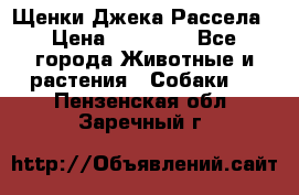 Щенки Джека Рассела › Цена ­ 10 000 - Все города Животные и растения » Собаки   . Пензенская обл.,Заречный г.